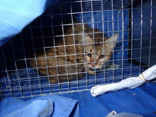 Katze, langhaar tiger