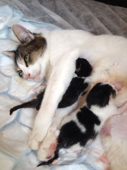 Emma und ihre Kitten