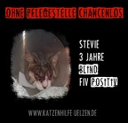 Stevie-Chancenlos