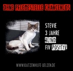 Stevie-chancenlos2